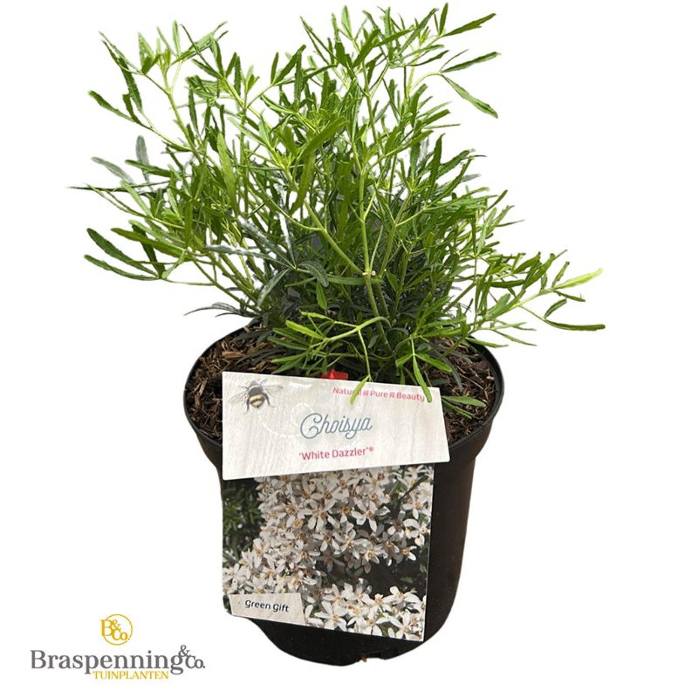 Mexikansk apelsinblomma – Choisya ternata 'White Dazzler' - C3 25-30 CM